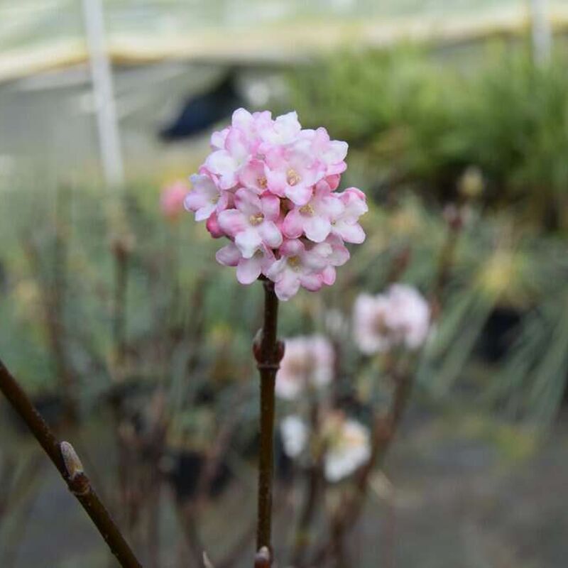 Viburnum × bodnantense 'Dawn' 40-60 cm